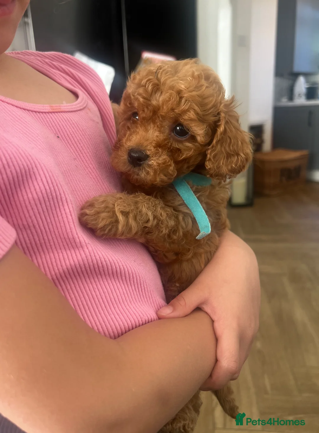Cavapoo dogs for sale: F1b Deep Red curly coat toy Cavapoo pups 🐾 - Advert 27