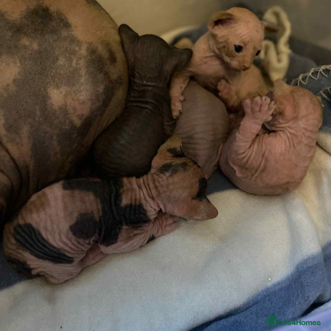 Sphynx cats for sale: 5 Canadian Sphynx kittens available  - Image 3