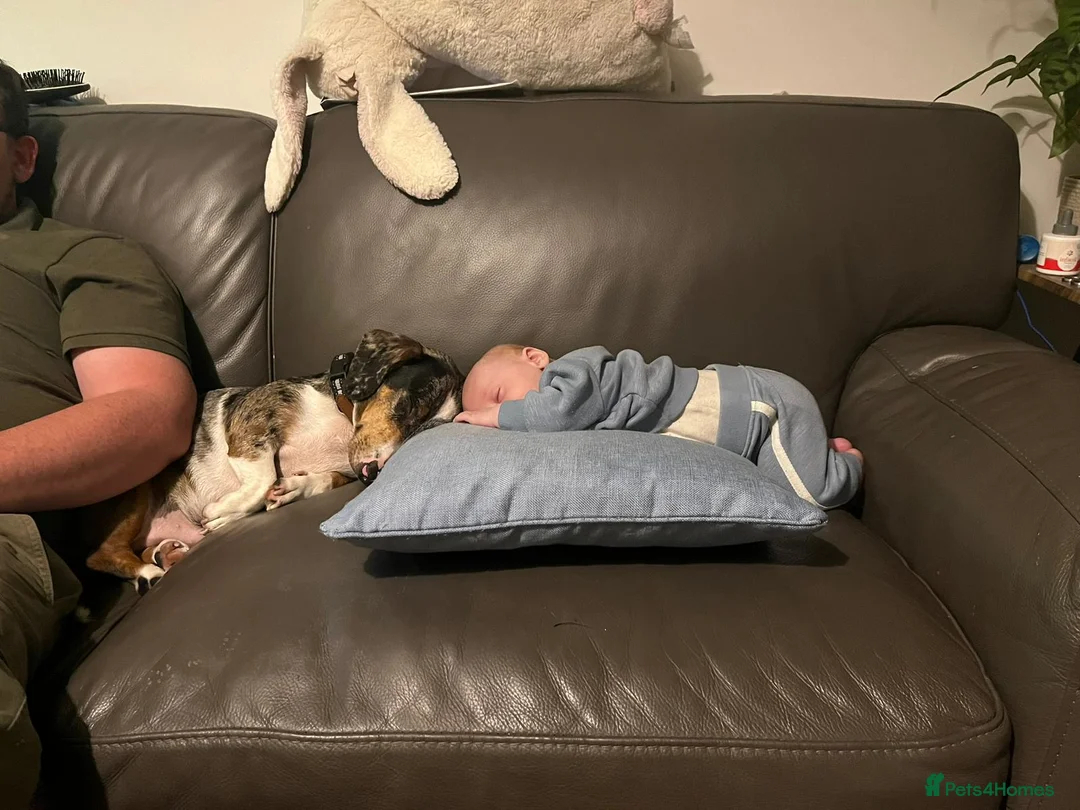 Mixed Breed dogs for adoption: 🐾Meet NORMAN 🐾 - a Lovely Boy for a Loving Home  - Advert 22