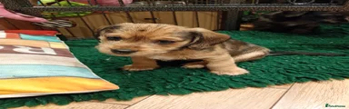 Mixed Breed Puppy 4