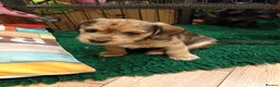 Mixed Breed dogs for sale: Miniature schnoxies  - Advert 22