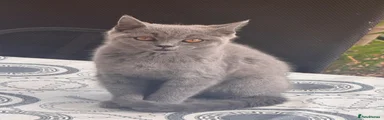 British Shorthair 1