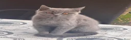 British Shorthair cats for sale: Three male British shorthairs  - Advert 2