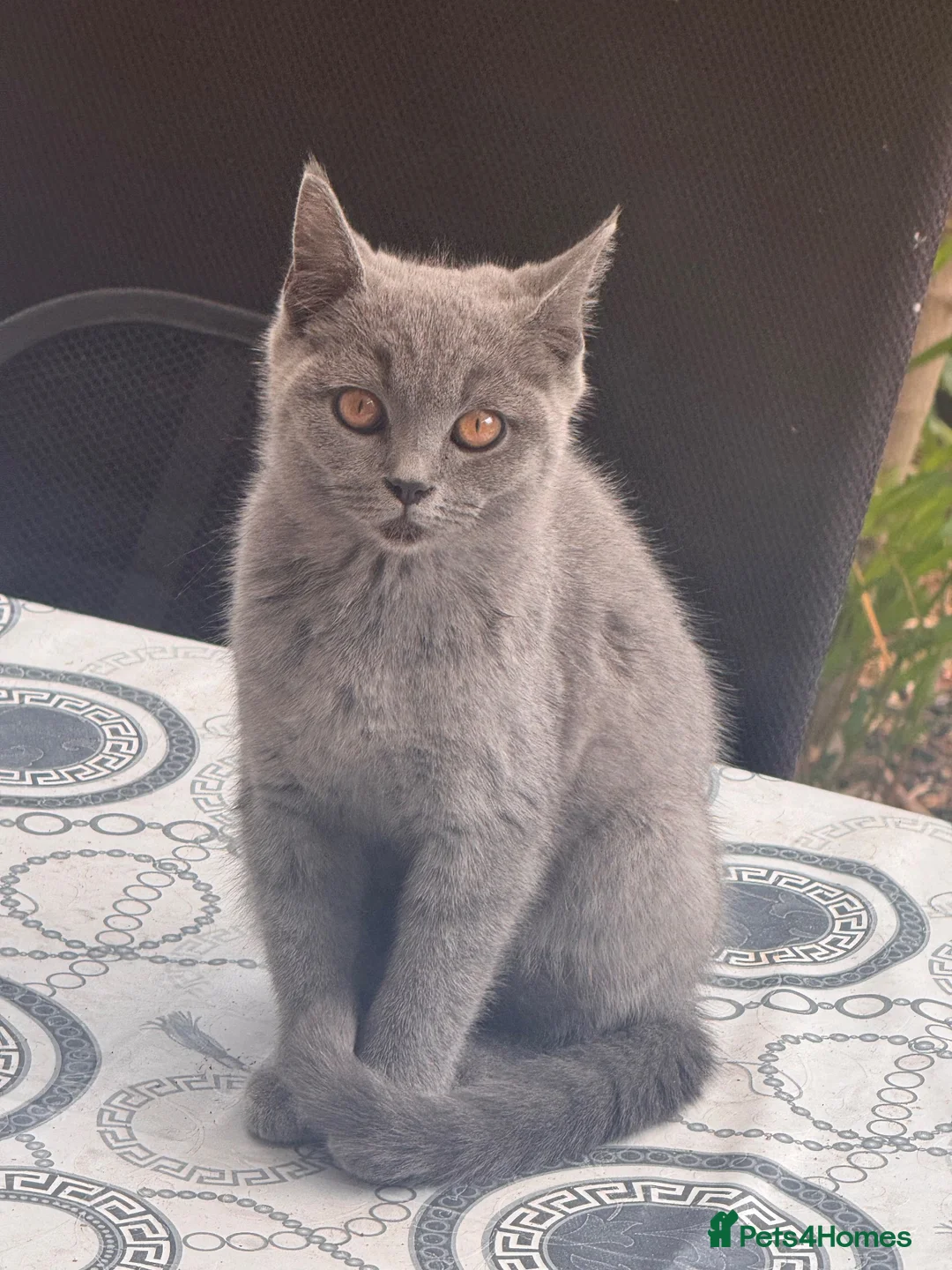 British Shorthair cats for sale: Three male British shorthairs  - Advert 2