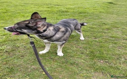 Shepsky dogs for sale: 2yr old male dog for rehoming - Image 3