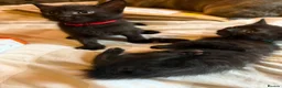 Mixed Breed cats for sale: Male kitten  - Advert 13