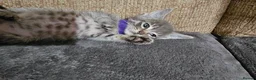 Mixed Breed cats for sale: Adorable Grey kittens for sale  - Advert 20