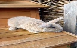 Mini Lop rabbits for sale: Mini plush lops - Image 5