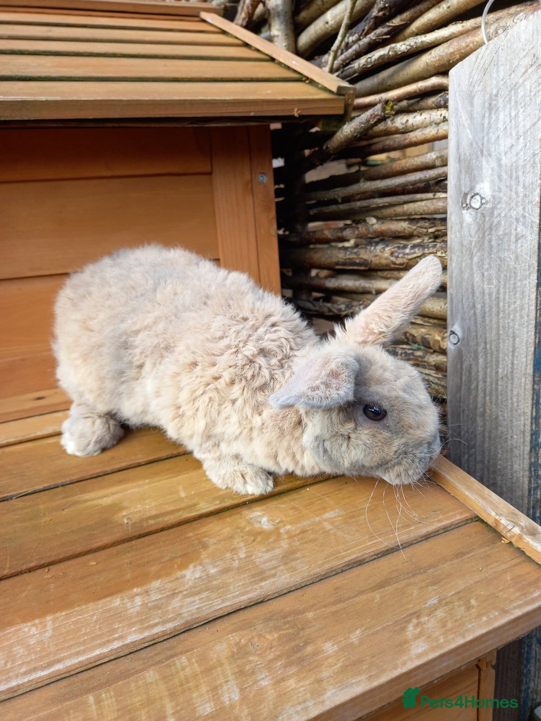 Mini Lop rabbits for sale: Mini plush lops - Image 5