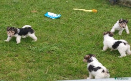 Fox Terrier dogs for sale: KC Reg Wire Fox Terrier Puppies READY NOW - Image 24