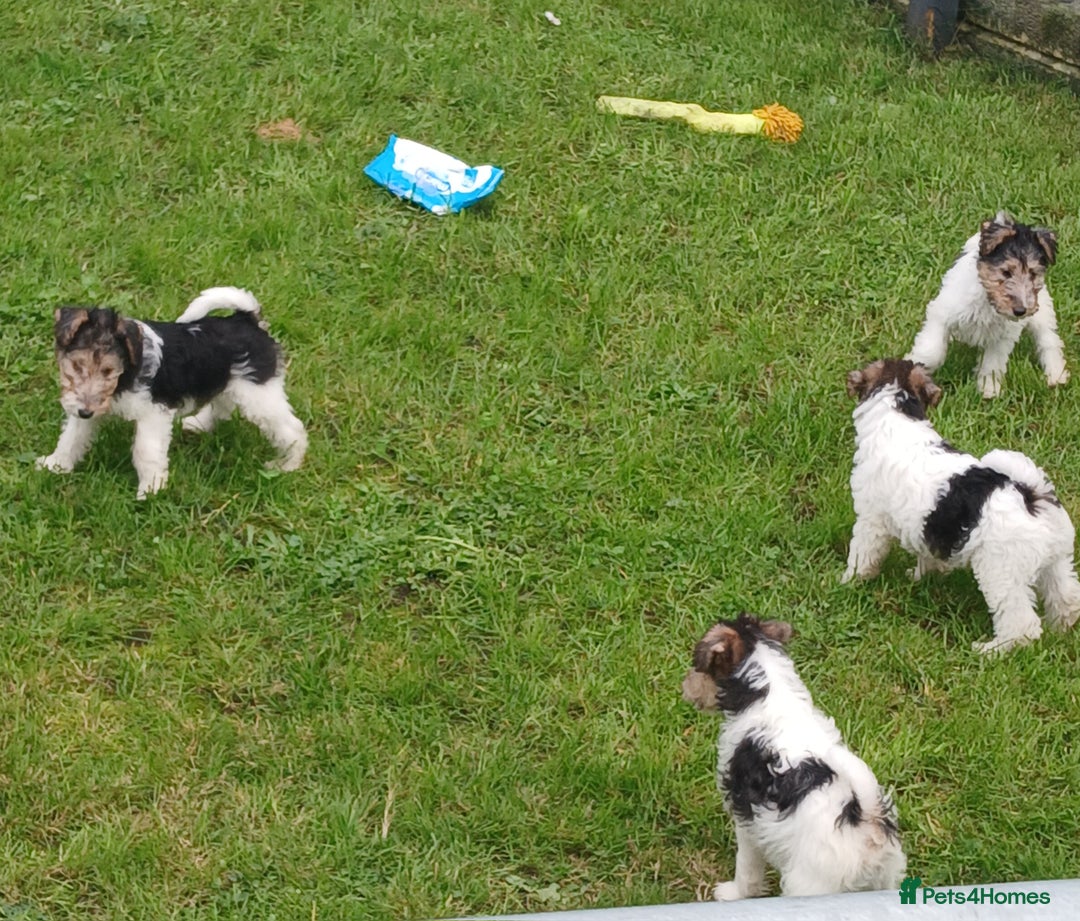 Fox Terrier dogs for sale: KC Reg Wire Fox Terrier Puppies READY NOW - Image 24