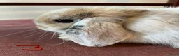 Mini Lop rabbits for sale: Beautiful Mini Lop Babies in Loughborough - Advert 23