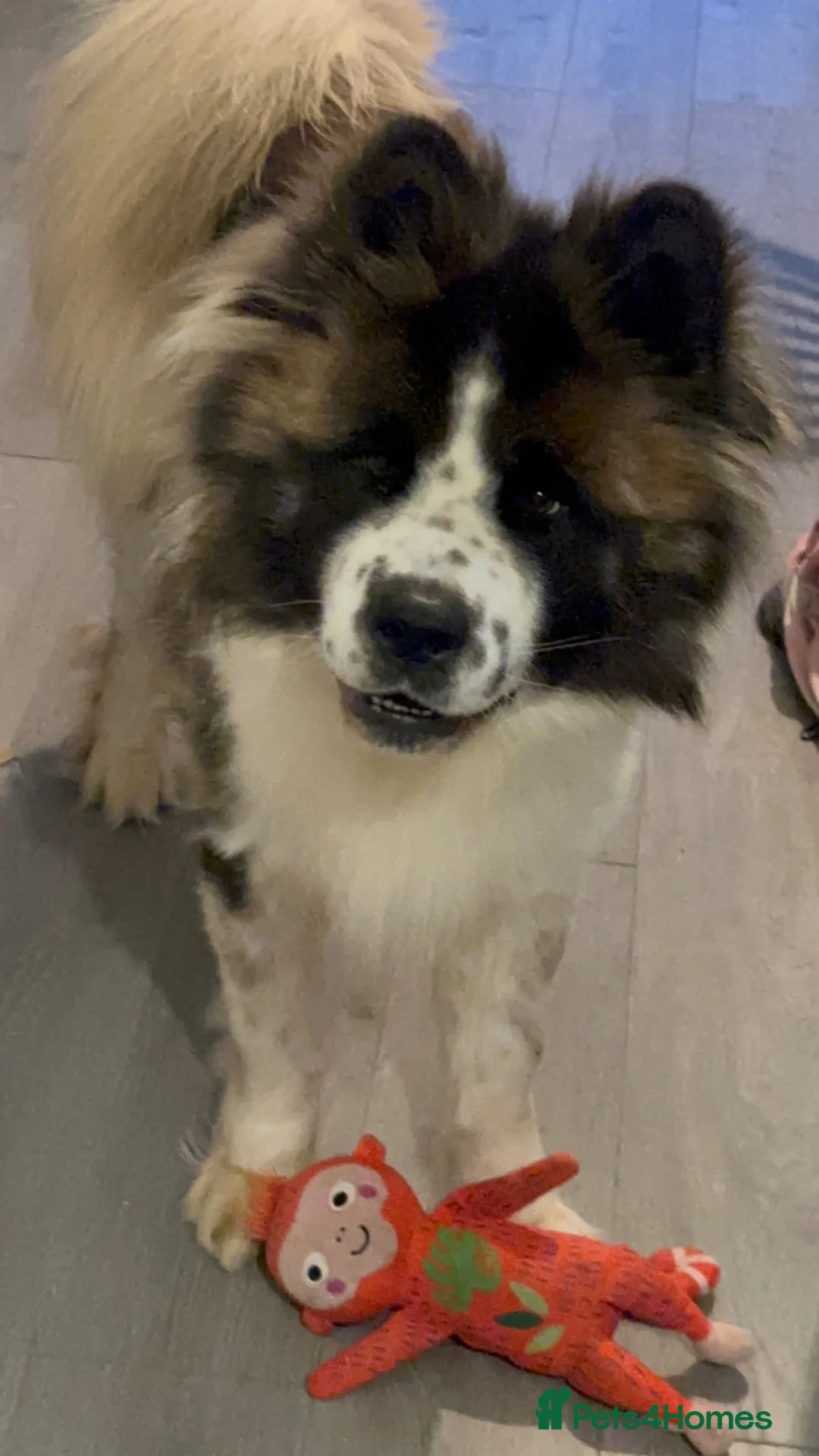 Akita dogs for sale: Full Bear Head Male Akita - Advert 8