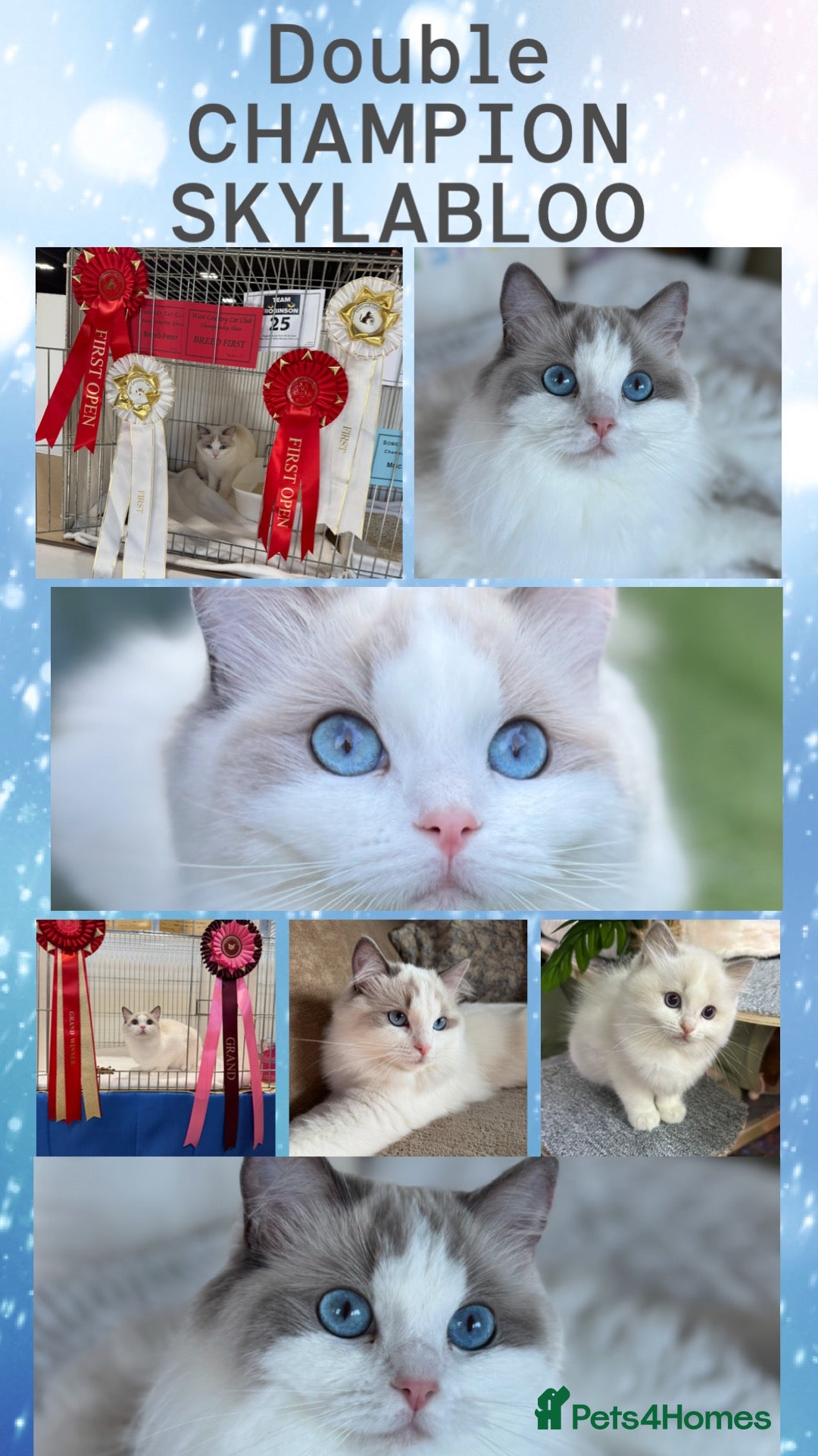 Ragdoll cats Gccf (champion) ragdoll kittens  - Advert 2