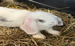 Mini Lop rabbits for sale: Mini Lop Baby Boys - Image 28