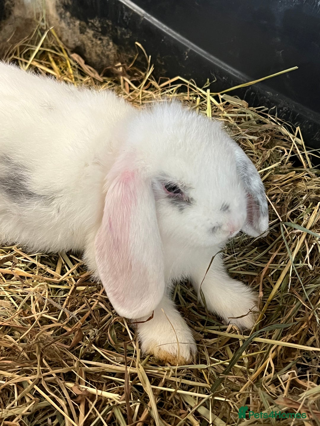 Mini Lop rabbits for sale: Mini Lop Baby Boys - Image 28