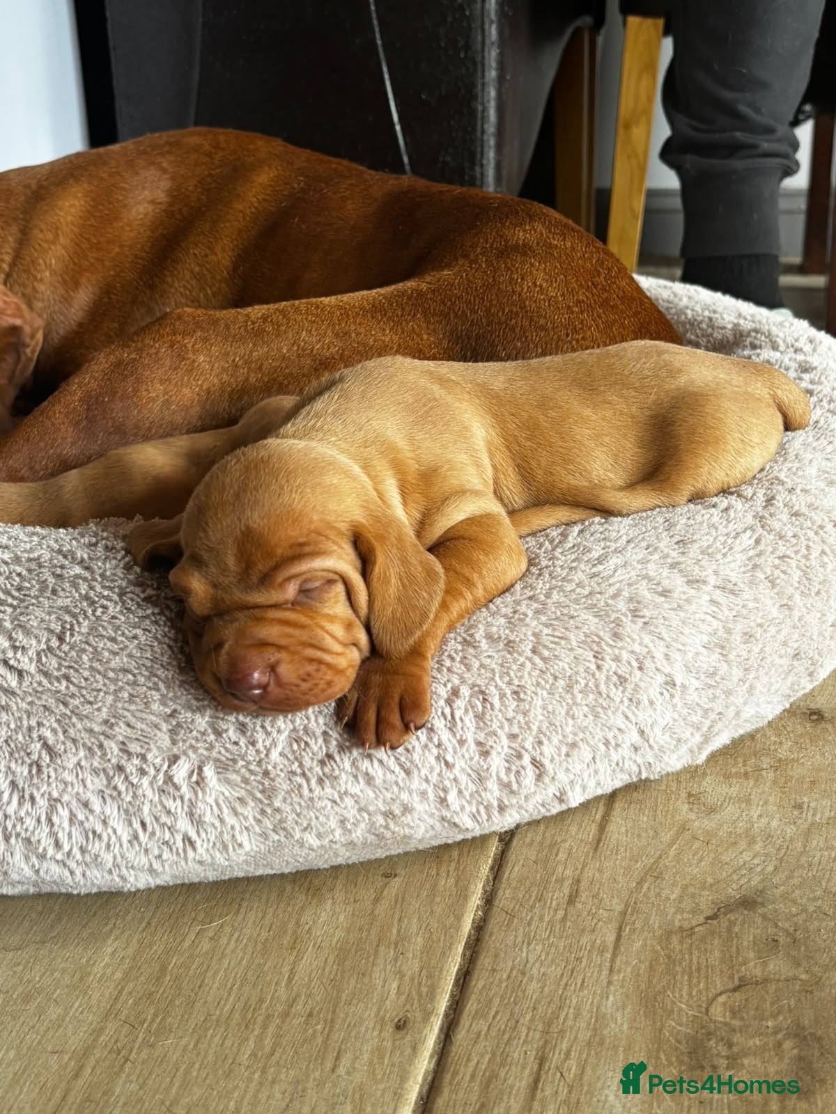Hungarian Vizsla dogs Beautiful litter of 5 Vizsla puppies  - Advert 18