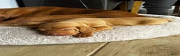 Hungarian Vizsla dogs for sale: Beautiful litter of 5 Vizsla puppies  - Advert 1