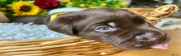 Labrador Retriever dogs for sale: STUNNING Chocolate Labrador Puppies  - Advert 36