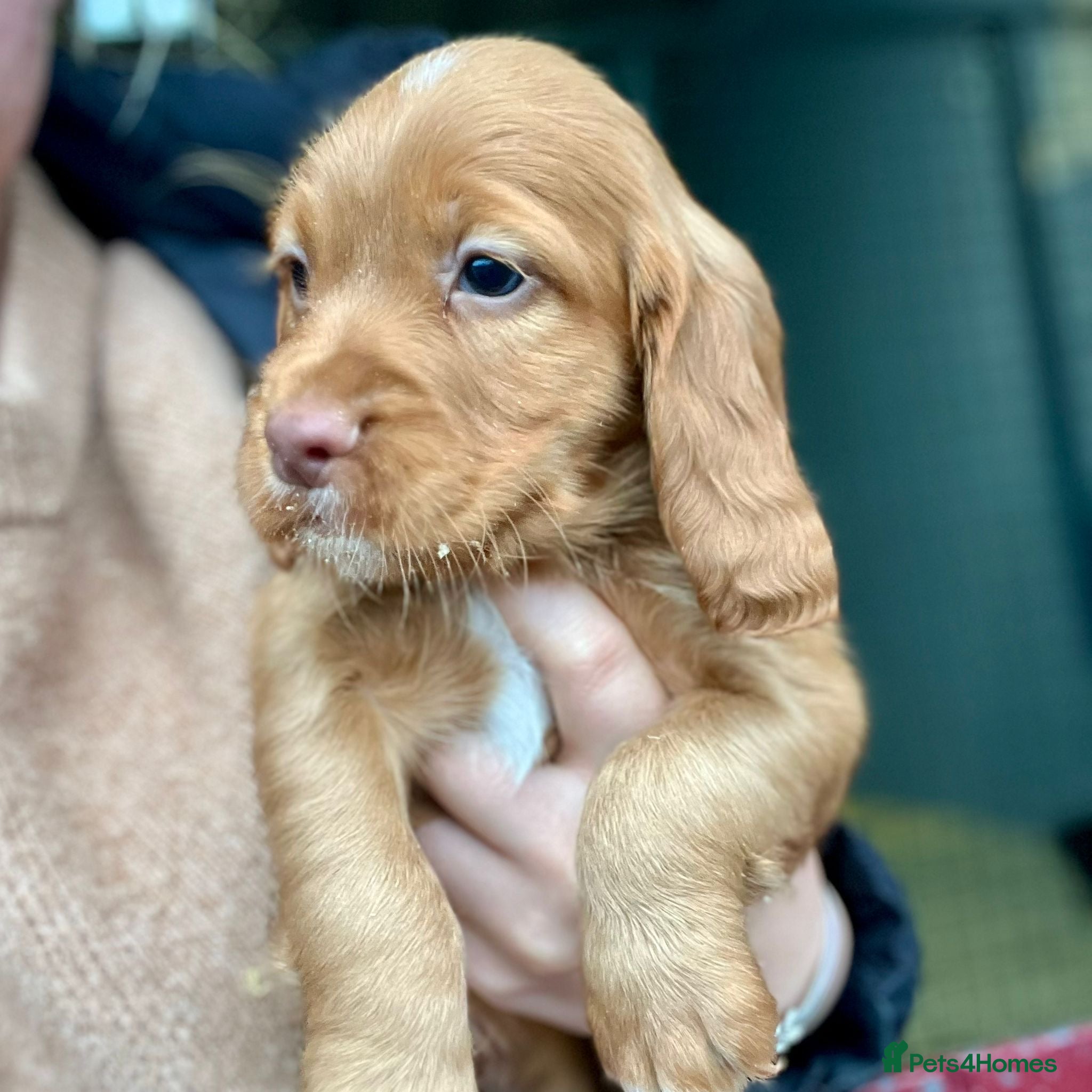 Cocker Spaniel dogs Working cocker spaniel puppies  - Advert 1