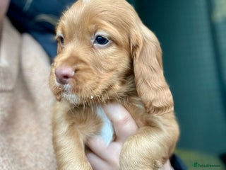 Cocker Spaniel dogs Working cocker spaniel puppies - Advert 2