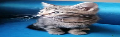 Mixed Breed Kitten 3