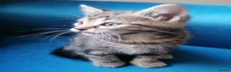 Mixed Breed cats for sale: Adorable kittens  - 8 weeks old - various colours in Chertsey - Advert 24