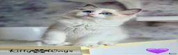 Ragdoll cats for sale: 🐾🩷*TICA REG* EU RAGDOLL KITTENS🌟 DNA CLEAR 🩵🐾 - Advert 5