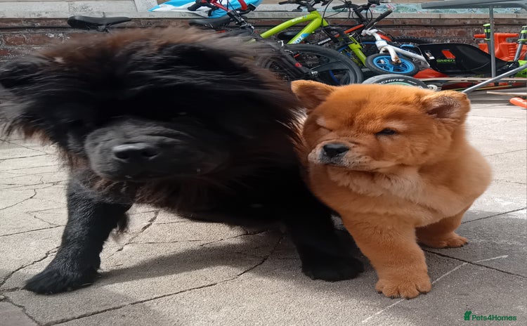 Chow Chow dogs - Advert 2
