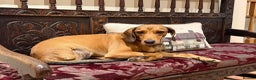 Mixed Breed dogs for adoption: Chara heartmelting 18 month Tripod beauty  - Advert 2