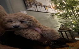 Mixed Breed dogs for sale: GORGEOUS TEDDY SMALL MINIATURE POODLE BOY  - Advert 6