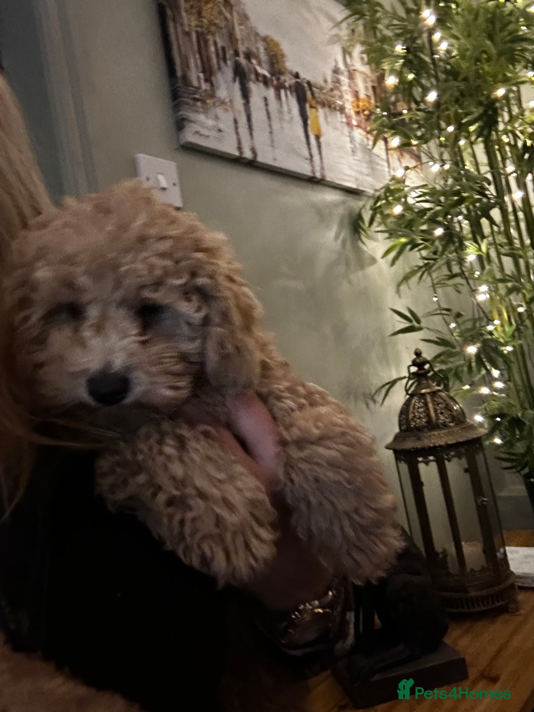 Mixed Breed dogs for sale: GORGEOUS TEDDY SMALL MINIATURE POODLE BOY  - Advert 6