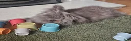 Lionhead rabbits for sale: Female Lionhead rabbit needing a new loving home - Advert 1