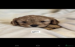 Cavapoo dogs for sale: F1 Cavapoos  - Image 5