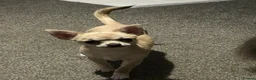 Chihuahua dogs for stud: Stud  - Advert 2