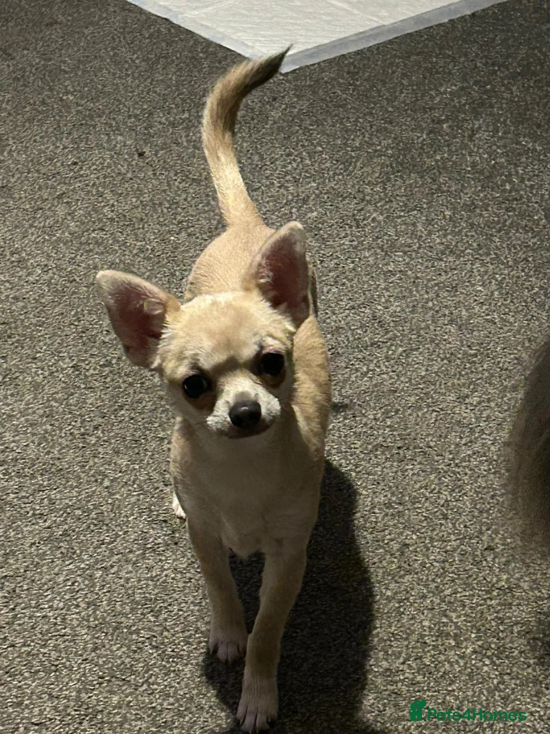 Chihuahua dogs for stud: Stud  - Advert 2