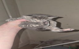 Mixed Breed cats for sale: 3 beautifull kittens ready for 17/10/2025 - Image 2