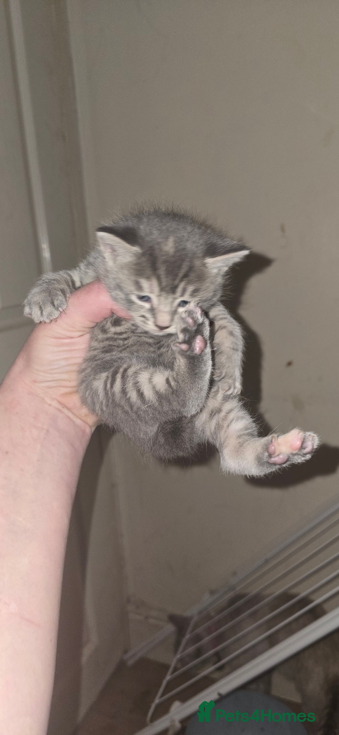 Mixed Breed cats for sale: 3 beautifull kittens ready for 17/10/2025 - Image 2