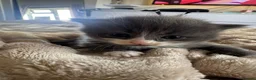 Mixed Breed cats for sale: 🐾 Beautiful Kittens - Advert 6