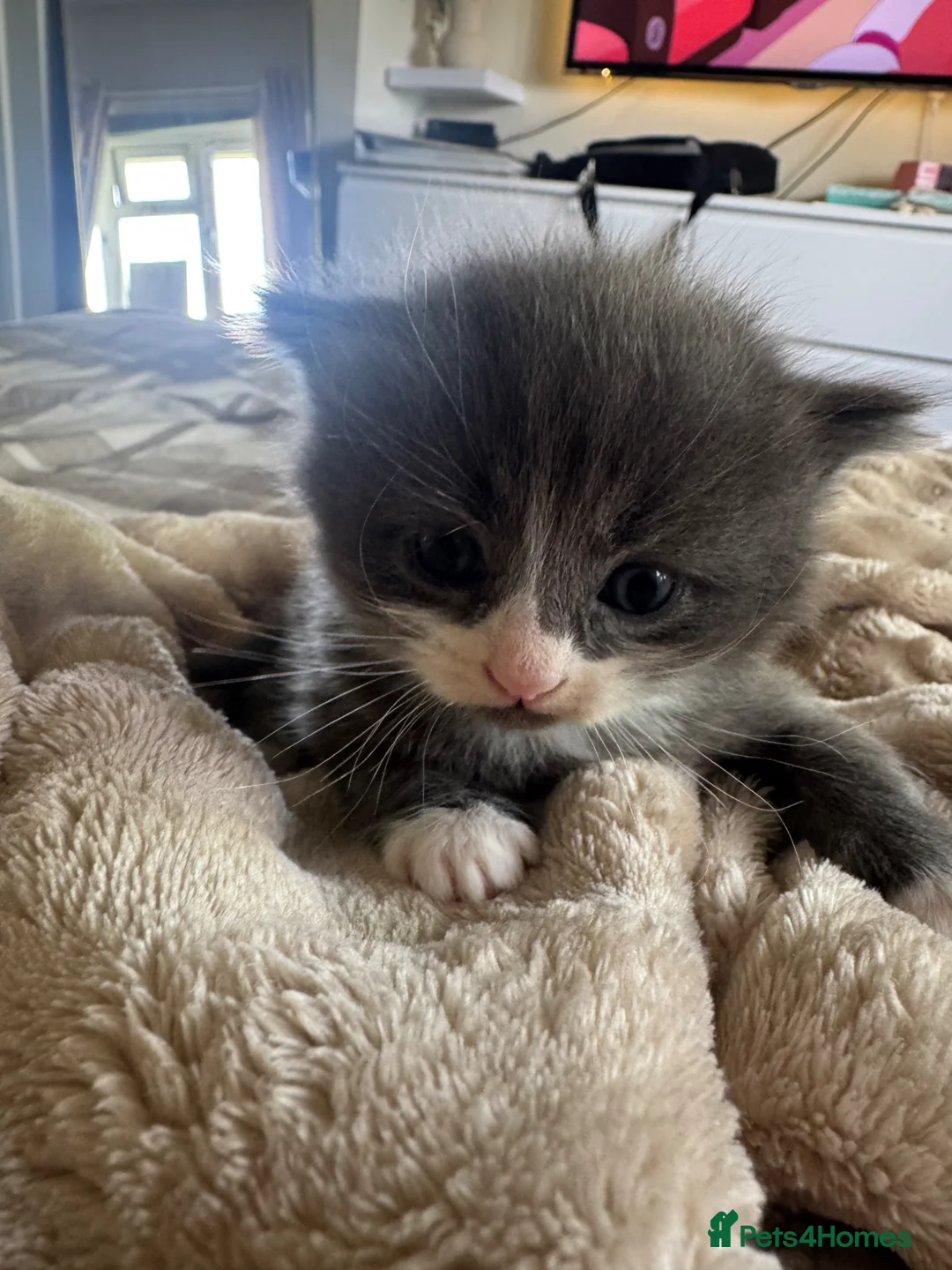 Mixed Breed cats for sale: 🐾 Beautiful Kittens - Advert 6
