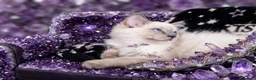 Ragdoll cats for sale: STILL WAITING  - Advert 6