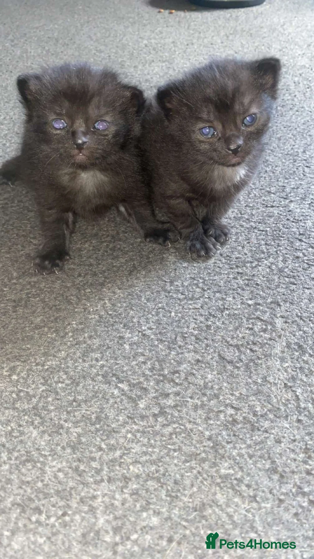 Mixed Breed cats for sale: One boy 💙 one girl ❤️ - Advert 2