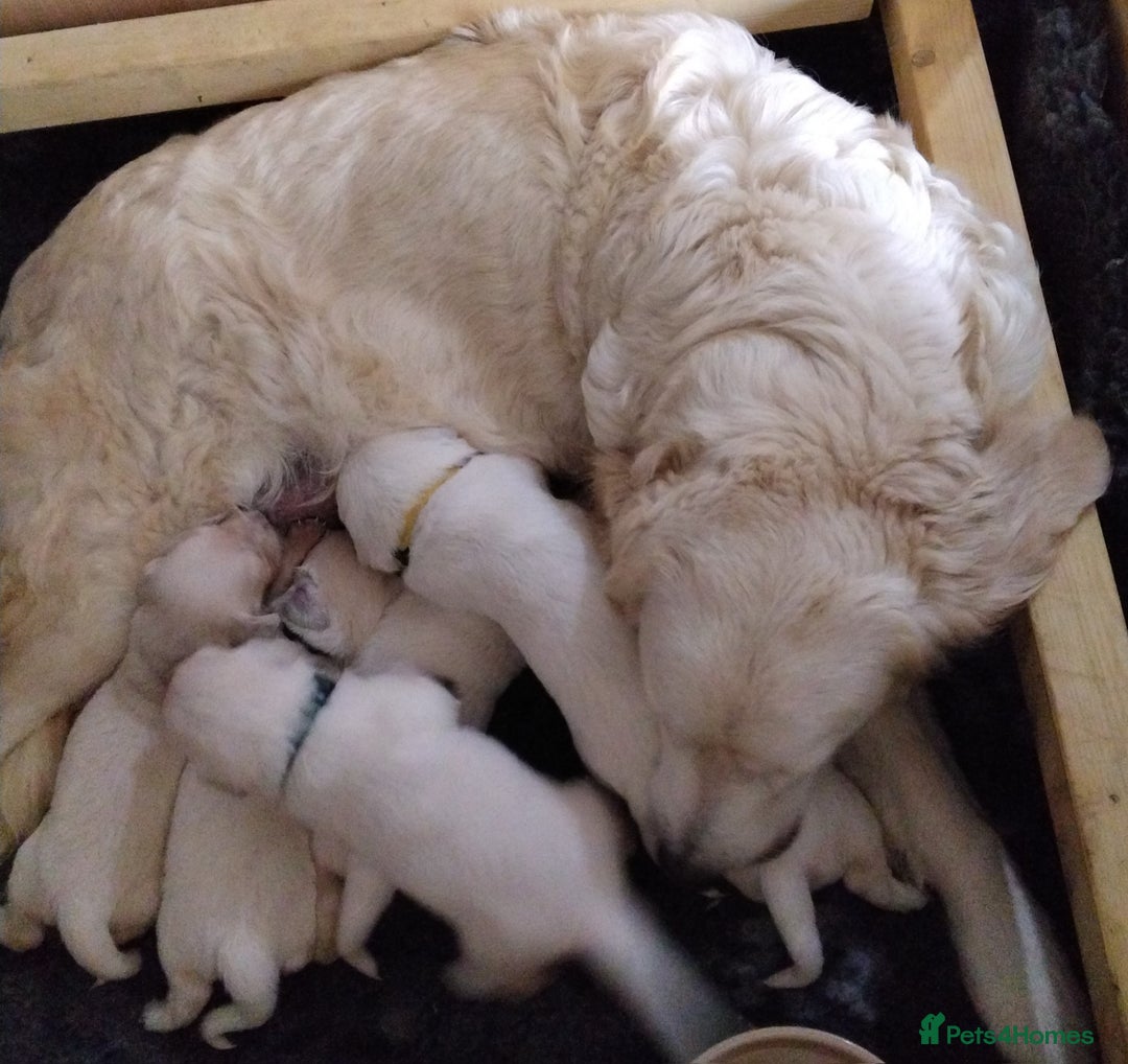 Golden Retriever dogs for sale: Golden retriever male - Image 6