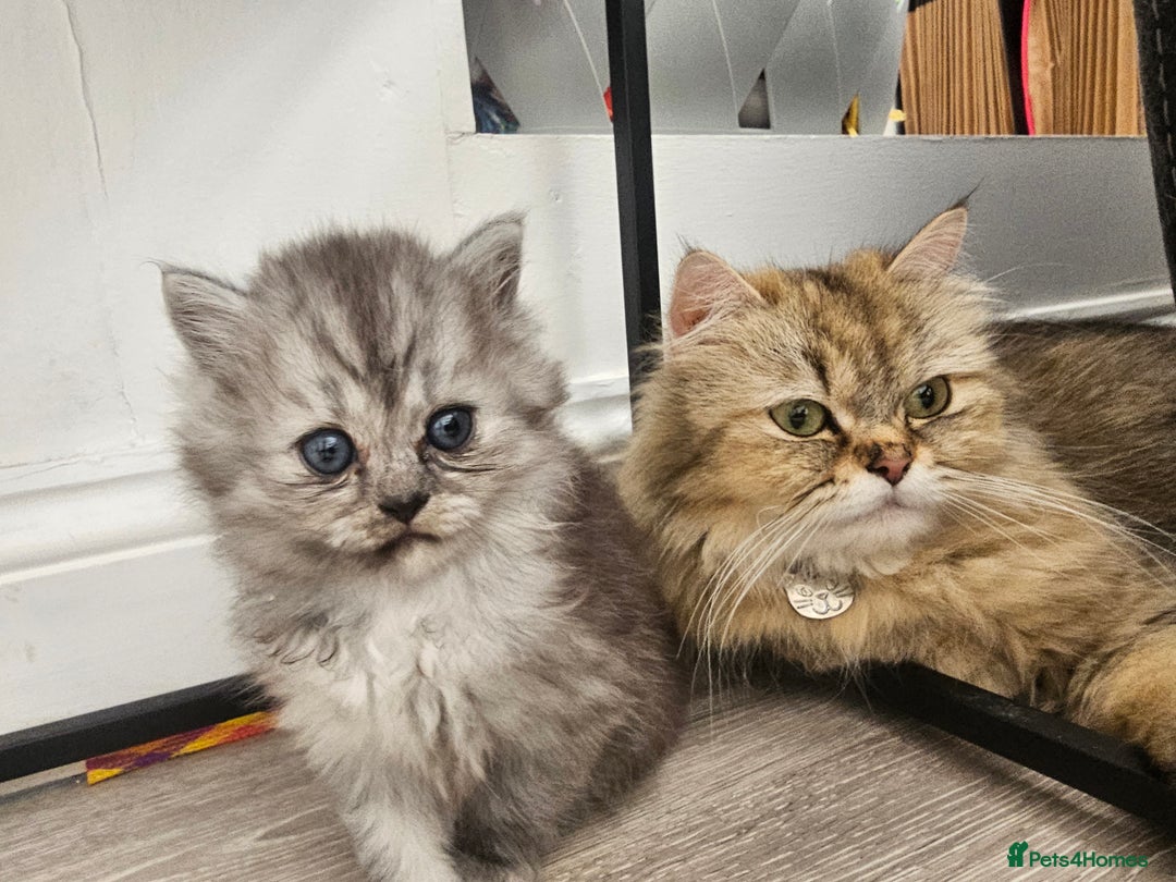 Persian cats for sale: Persian kittens for sale - Image 8