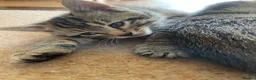 Mixed Breed cats for sale: Ready to leave: 10 week old-Tabby kittens  - Advert 3