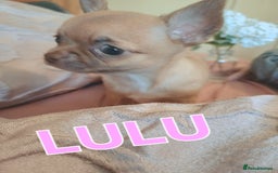 Chihuahua dogs for sale: Chihuahua pups stunning - Image 5