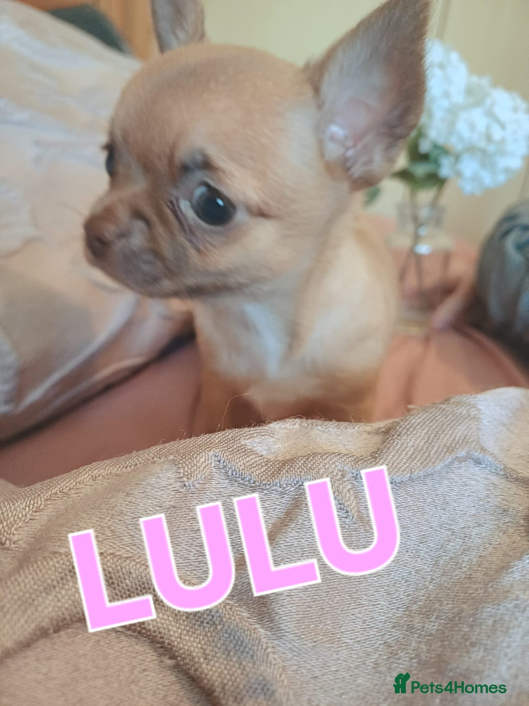 Chihuahua dogs for sale: Chihuahua pups stunning - Image 5