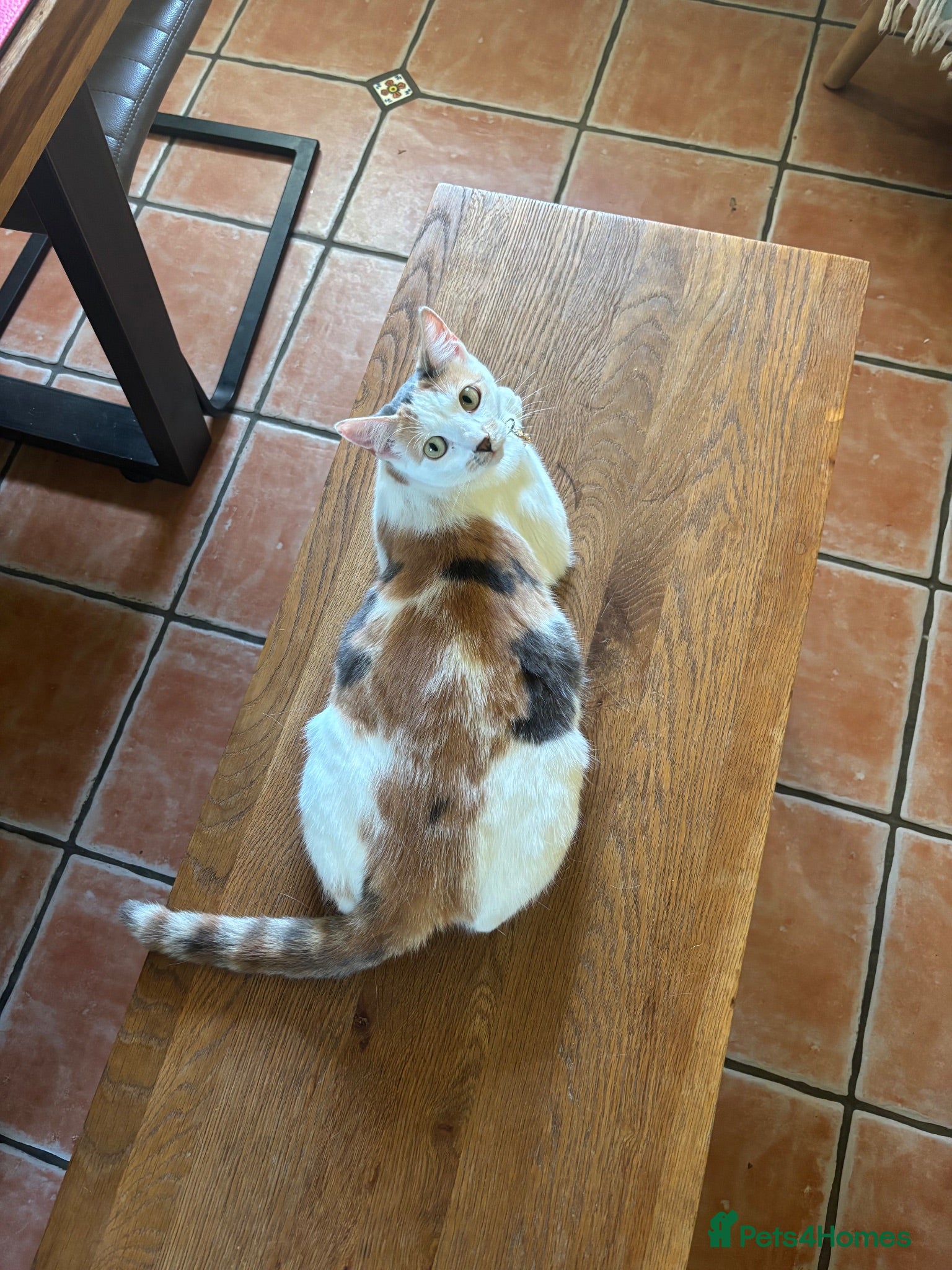 Mixed Breed cats Tabby and calico mixed breed - Advert 1