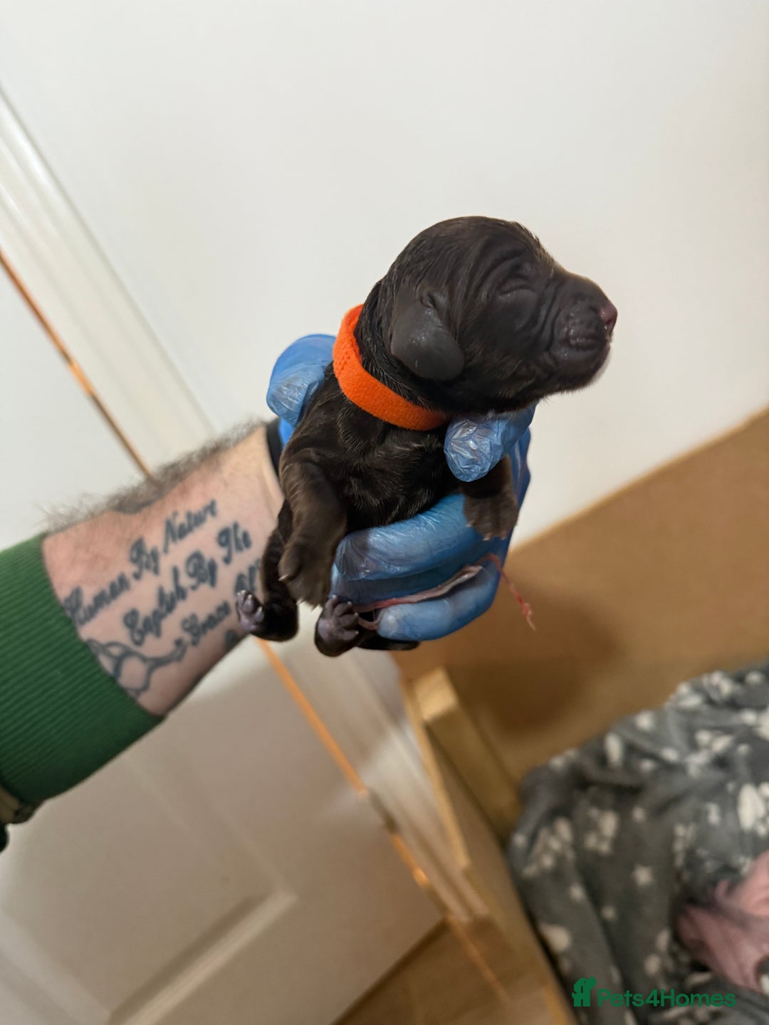 Cocker Spaniel dogs for sale: 6 beautiful Cocker Spaniel puppies.  - Advert 9