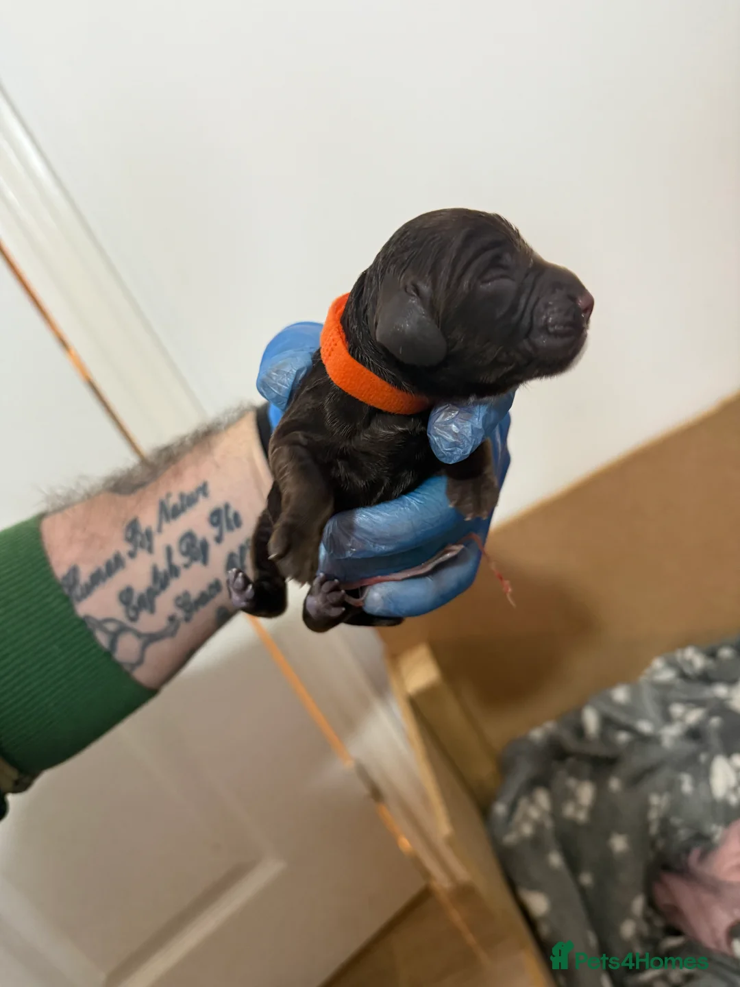 Cocker Spaniel dogs for sale: 3 Cocker Spaniel puppies. AVAILABLE TO VIEW - Advert 10